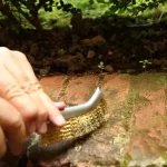 Συρματόβουρτσα χειρός Spid, αφαιρεί βρύα, λάσπες και ρύπους από τούβλα και πέτρες (thumb 3)